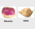 Jautā padomu- Atbilde: Kāds var paskaidrot ar ko atšķiras kālis no rāceņa?