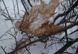 Fotokonkurss "Ziema nāk"
