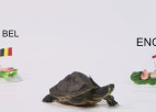 Video: Bruņa bruņurupucis prognozē PK izcīņas bronzas spēles iznākumu