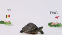 Bruņa bruņurupucis prognozē PK izcīņas bronzas spēles iznākumu