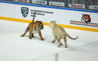 Foto: KHL kluba arēnā uz ledus draiskojas īsti tīģeri