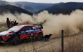 Video: WRC ekipāžu Meksikas rallijā uz ceļa pārsteidz suns