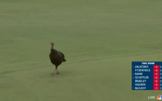 Video: ASV atklātā golfa čempionāta laikā kortā izskrien savvaļas tītars