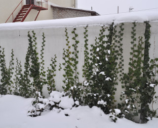 Foto: Zaļi balti brīnumi......