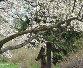 Foto: Botāniskajā dārzā uzziedējušas magnolijas