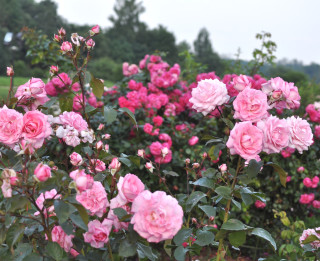 Foto: Rundāles pils parka rozes