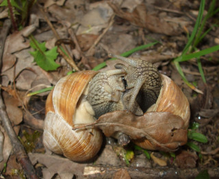 Foto: Kā Latvijas gliemeži dara TO?