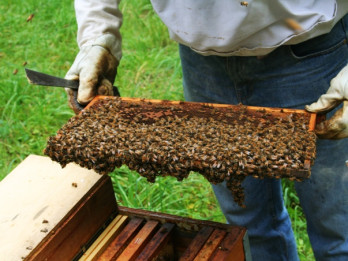 Labākie Latvijas biškopji saņems „Riga Food 2015” medaļas