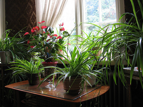 Augi, kas attīra gaisu, uzlabo veselību un cīnās ar sliktajām enerģijām