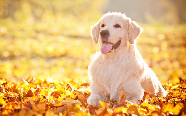 Pūkainie prieka vitamīni jeb priecīgākās suņu šķirnes – TOP 10