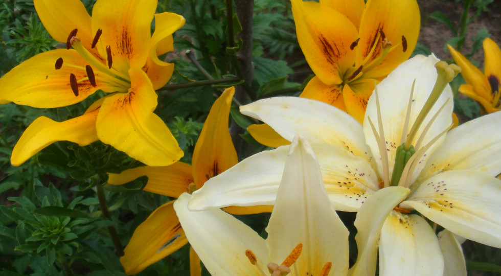 Foto: Apsveikuma kartiņa "Lilijas"